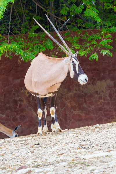 Gemsbok Antilopen Oryx Gazella Herten Staande Zie Vreemdeling — Stockfoto