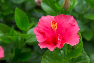 Hibiscus Flower Dof yeşil yaprak arkaplanlı odak seç