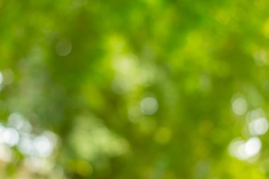 Soyut doğa ağaç arkaplanından yeşil bokeh