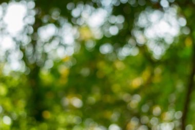 Soyut doğa ağaç arkaplanından yeşil bokeh