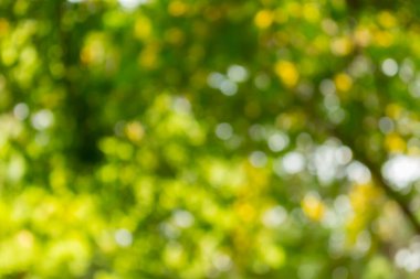 Soyut doğa ağaç arkaplanından yeşil bokeh