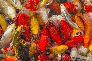 Koi sazan balığı Japon yüzme (Cyprinus carpio) güzel renk arkaplanı