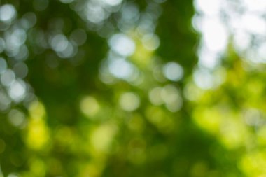 Soyut doğa ağaç arkaplanından yeşil bokeh