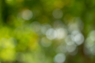 Soyut doğa ağaç arkaplanından yeşil bokeh