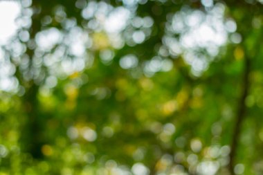 Soyut doğa ağaç arkaplanından yeşil bokeh