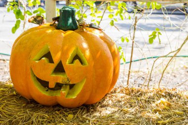 Pirinç arkaplanda ürkütücü kabak suratı