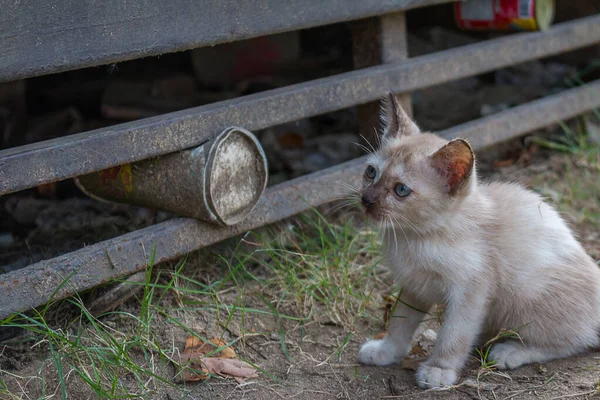 Gato Blanco Joven Con Ojos Azules Perdido Parque —  Fotos de Stock