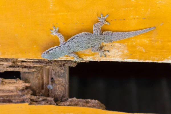 Gecko Lizard Fundo Madeira Amarela — Fotografia de Stock