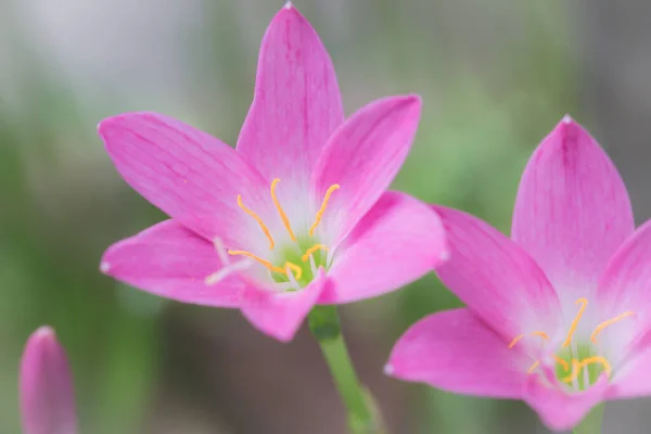 绿色背景上美丽的粉红色花朵 — 图库照片