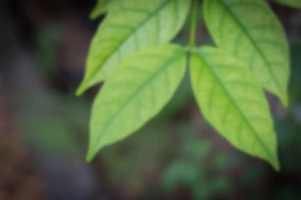 Astratto Sfocare Sfocatura Fresca Albero Verde Cima Alla Natura Uso — Foto Stock