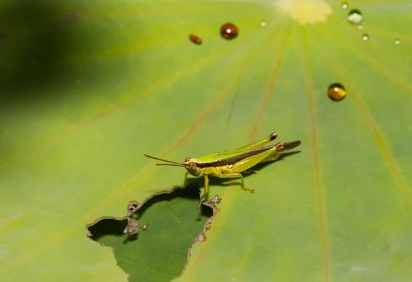 Closeup Grasshopper Green Leaf Background — Stock Photo, Image