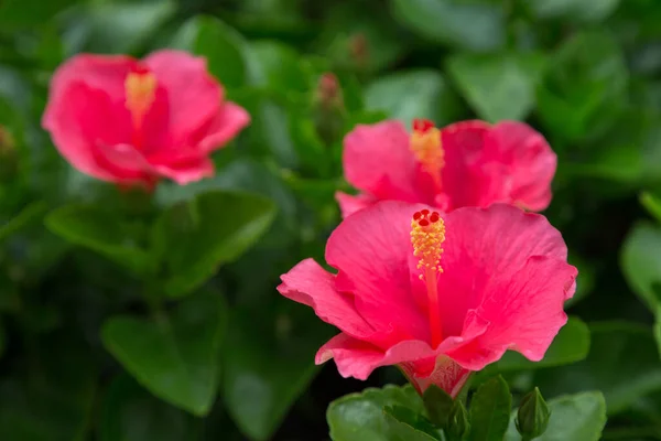 Hibiscus Květ Dof Vybrat Zaměření Zeleným Listovým Pozadím — Stock fotografie