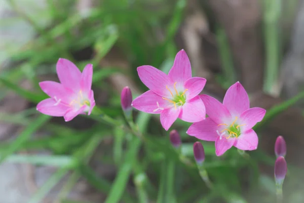 绿色背景上美丽的粉红色花朵 — 图库照片