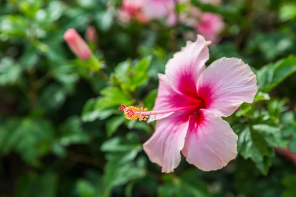 Hibiscus Květ Dof Vybrat Zaměření Zeleným Listovým Pozadím — Stock fotografie