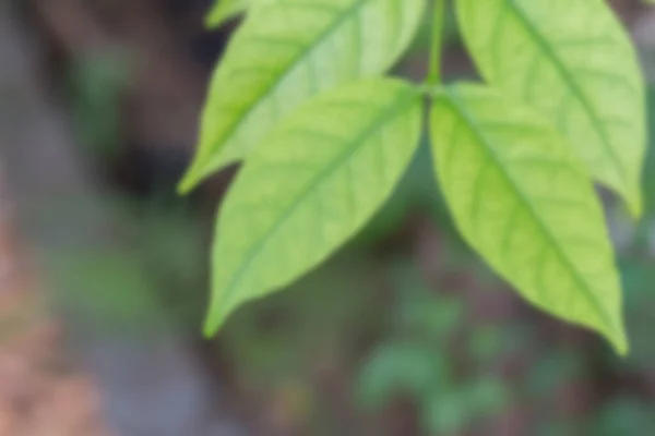 Αφηρημένη Defocus Blur Φρέσκο Πράσινο Δέντρο Κορυφή Στη Φύση Χρήση — Φωτογραφία Αρχείου