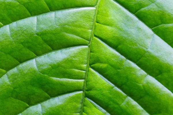 Primer Plano Del Uso Hoja Verde Para Fondo — Foto de Stock