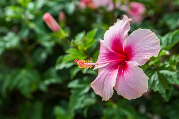 Hibiscus Květ Dof Vybrat Zaměření Zeleným Listovým Pozadím — Stock fotografie