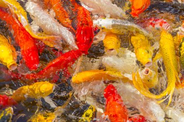 Koi sazan balığı Japon yüzme (Cyprinus carpio) güzel renk arkaplanı