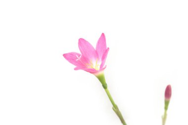 Beyaz arka planda güzel pembe çiçekler