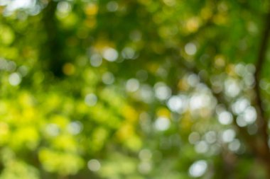 Soyut doğa ağaç arkaplanından yeşil bokeh