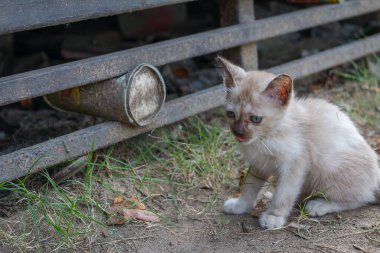 Mavi gözlü genç beyaz kedi parkta kayboldu.