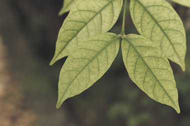 Arka plan için doğa kullanımında taze yeşil ağaç tepesi