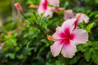Hibiscus Flower Dof yeşil yaprak arkaplanlı odak seç