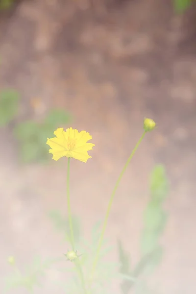 Fleurs Jaunes Avec Fond Bokeh Vert Avant Coucher Soleil Sur — Photo