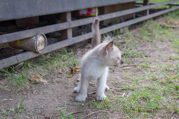 Young White Kitten Cat Blue Eyes Lost Park — Stock Photo, Image