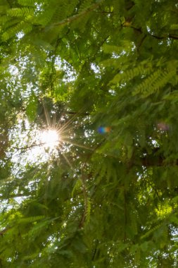 Ağaçlarda güneşin bulanık ve yeşil arka planda parlayan mercekleri.