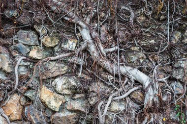 Kökler eski kaya duvar arka planında