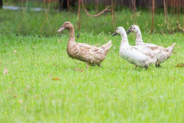 Yeşil çim tarlasında ördekler