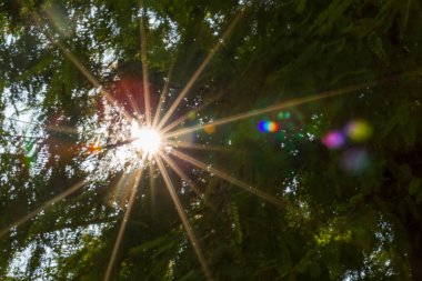 Ağaçlarda güneşin bulanık ve yeşil arka planda parlayan mercekleri.