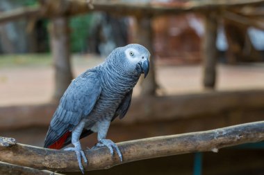 Afrikalı Gri Papağan parktaki kerestelerin üzerinde oturuyor.