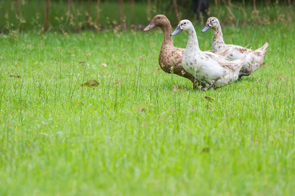 Patos Fundo Campo Grama Verde — Fotografia de Stock