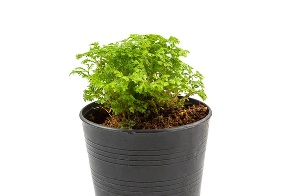 Small Ferns Black Pot Isolated White Background — Stock Photo, Image