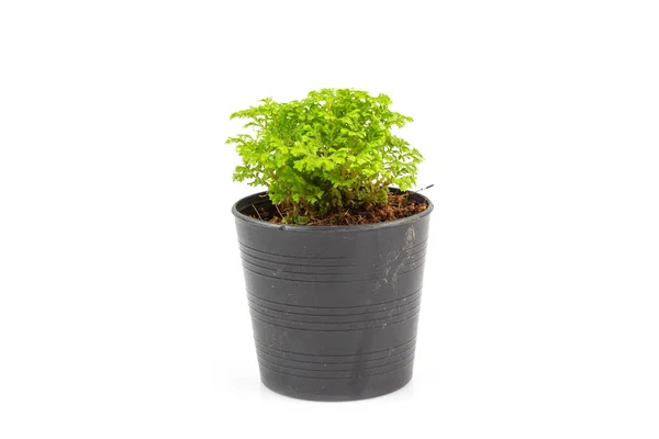 Small Ferns Black Pot Isolated White Background — Stock Photo, Image