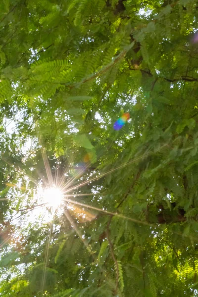 Blurred Abstract Sun Trees Lens Flare Green Background — Stock Photo, Image