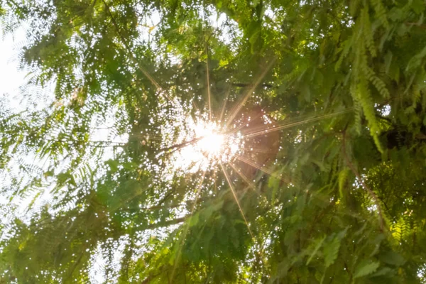 Blurred Abstract Sun Trees Lens Flare Green Background — Stock Photo, Image