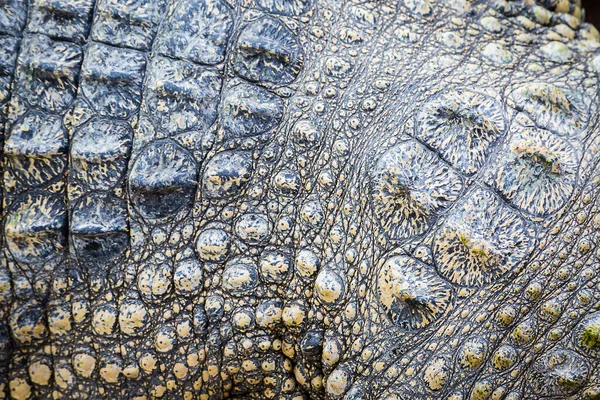 Textura Pele Crocodilo Real Uso Para Fundo — Fotografia de Stock