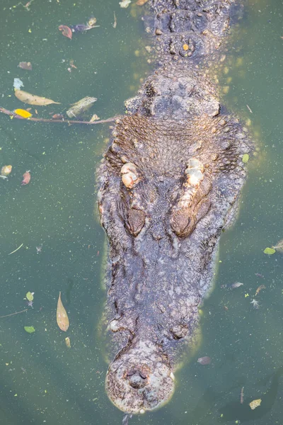 Krokodillenkop Drijvend Water Zoek Naar Prooi — Stockfoto