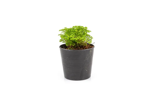 Small Ferns Black Pot Isolated White Background — Stock Photo, Image