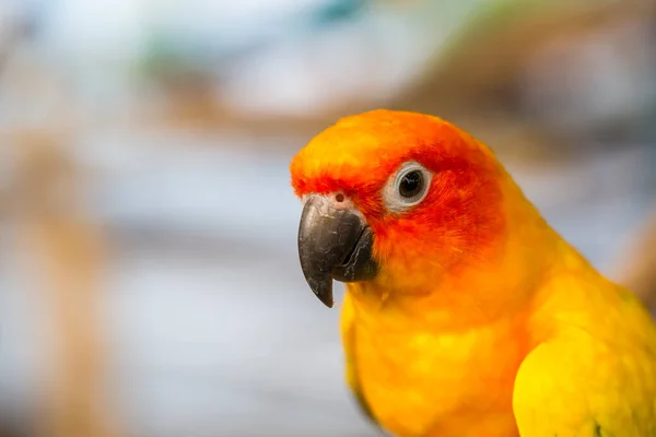 太阳鹦鹉 Sun Parakeet 太阳粪 Sun Conure 黄橙鹦鹉鸟 — 图库照片