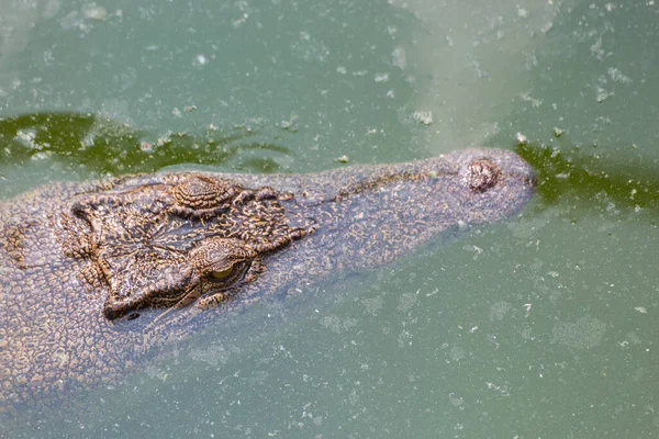 Krokodillenkop Drijvend Water Zoek Naar Prooi — Stockfoto