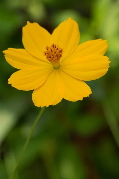 緑色の背景をした黄色の花のクローズアップ — ストック写真