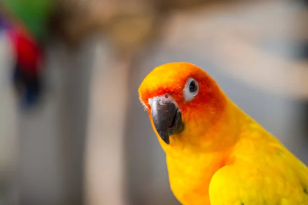 Close Cabeça Rato Sun Parakeet Sun Conure Amarelo Laranja Papagaio — Fotografia de Stock