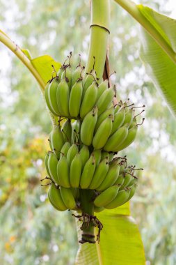 Yeşil bokeh arkaplanlı muzlu muz ağacı.