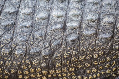 Arkaplan için gerçek timsah derisi dokusu kullanımı