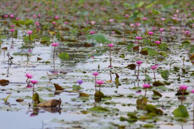 Pembe nilüfer çiçeği açıyor, Nilüfer çiçekleri göletin ortasına odaklanıyor.
