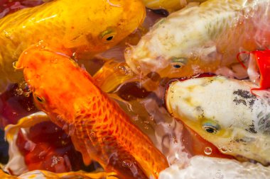 Koi sazan balığı Japon yüzme (Cyprinus carpio) güzel renk arkaplanı